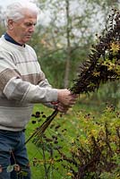 Man cutting back dead stems of herbaceous perennials.