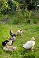 Goslings in garden
