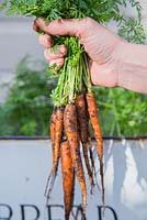 Woman holding harvested carrot 'Sugarsnax'