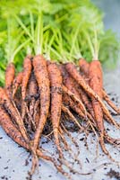 Harvested carrot 'Sugarsnax'
