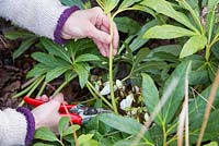 Cutting back foliage on Helleborus niger, allowing room for emerging flowers and to prevent disease.