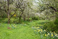 Flowering orchard with daffodils in spring, Buxus; Malus domestica; Narcissus