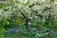 Spring garden with old pear tree in bloom. Underplanting of tulips, hosta, bluebells and  narcissus 