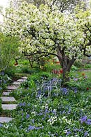 Spring garden with old pear tree in bloom. Planting under tree with tulips, hosta, bluebells and narcissus 
