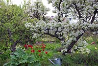 Spring garden with old fruit trees in bloom, tulips, watering can and rhubarb