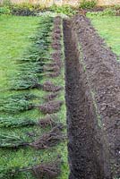 Spacing out bare root Yew plants equally along the trench. 