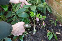 Cutting back foliage on Helleborus orientalis, allowing room for emerging flowers and to prevent disease.