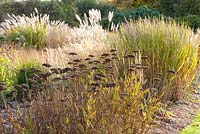 Autumnal border with Panicum virgatum 'Northwind' and Achillea filipendula 'Parkers Variety'