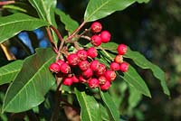 Photinia davidiana syn. Stranvaesia davidiana - a spreading, evergreen tree or larger shrub with glossy dark green leaves.  December.