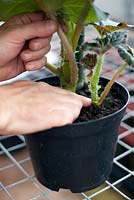 Taking a basal cutting of a begonia. Identifying a good shoot