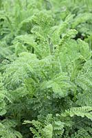 Tanacetum vulgare var. crispum (fern-leaved tansy)