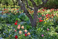 Old fruit trees and tulips