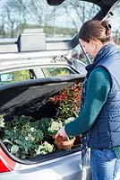 Woman placing plants bought from a garden centre in the boot of her car