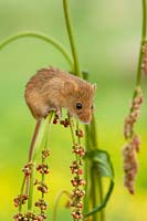 Micromys minutus, harvest mouse on dock plant