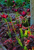 Heuchera villosa 'Palace Purple', Tulipa 'Queen of The Night' with Cynara cardunculus (cardoon) 'Florist Cardy planted underneath Ilex grown as standard. Veddw House Garden, Devauden, Monmouthshire, Wales, UK. June
