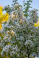 Malus baccata - Siberian crabapple - Veddw House Garden, Devauden, Monmouthshire, Wales, UK. June. 