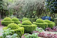 Buxus sempervirens trained into Egg Cup shapes with Cynara cardunculus 'Florist Cardy', Hedge of Cotoneaster behind. Veddw House Garden, Monmouthshire, Wales, UK. May