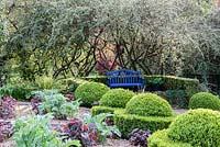 Buxus sempervirens trained into Egg Cup shapes with  Cynara cardunculus 'Florist Cardy'Hedge of Cotoneaster behind - Veddw House Garden, Monmouthshire, Wales, UK. May
