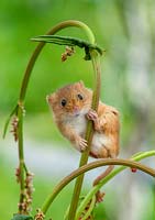 Young harvest mouse, micromys minutus climbing dock plant
