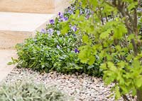 Viola corsica and Viola cornuta 'Victoria's Blush' planting beside pebble path and stairway. Show Garden: The Laurent-Perrier Garden. 