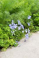 Petroselinum crispum, Foeniculum vulgare and Viola in border beside a gravel path. Show Garden: Stop the Spread. 