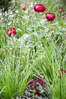 Paeonia 'Buckeye Belle' or 'Chocolate Soldier', Lychnis flos cuculi 'White Robin', Carex muskingumensis and Astrantia major 'Hadspen Blood'. Show Garden: The Telegraph Garden.