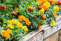 Tagetes patula 'Durango Tangerine' and Tagetes patula 'Scarlet Sophie' planted in raised wooden bed. Artisan Garden: Herbert Smith Freehills Garden for WaterAid. 