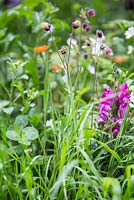 Geum rivale planted amongst border. Artisan Garden - What Will We Leave - The NSPCC Garden of Magical Childhood.
