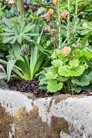 Geum and Scilla peruviana planted in border beside wall