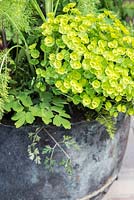 Euphorbia planted in metal container