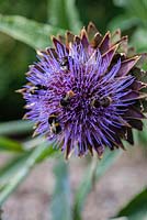 Cynara cardunculus 'Florist Cardy' with bumble bees. Veddw House Garden, Monmouthshire, Wales