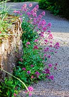 Centranthus ruber growing at base of wall by garage. Veddw House Garden, Devauden, Monmouthshire, Wales
