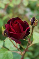 Rosa 'Black Beauty'