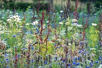 Annual wildflower meadow with cornflowers, Phacelia tanacetifolia, Ammi majus, cosmos and Atriplex hortensis var. Rubra