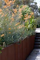 Grevillea 'Midas Touch' in metal sided raised bed underplanted with Banksia petiolaris. Cranbourne Botanical Gardens, Victoria, Australia.