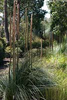 Xanthorrhoea sp. Cranbourne Botanical Gardens, Victoria, Australia.