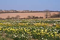 Daffodil fields, Cornwall