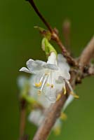 Lonicera x purpusii - Winter honeysuckle  