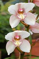 Cymbidium - Orchid - Monte Palace Tropical Gardens - Madeira, Portugal, Europe