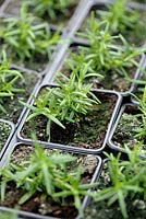 Rosmarinus officinalis - Rosemary 'Repens' plants grown from cuttings