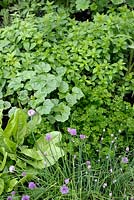 Herbal border with Sorrel, Chive, Parsley, Common Mallow and Oregano