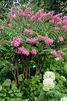 Lagerstroemia indica underplanted with Hydrangea arborescens 'Annabelle'