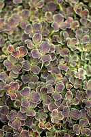 Trifolium repens 'Purpurascens' - Ornamental Clover