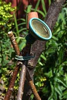 Hazel sticks forming a tripod as a plant support with old watering can nozzle spray and plant pot protecting stick ends in Helen Riches town garden, June
