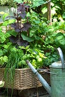 Herbs in pots: Ocimum basilicum - basil and chives in a wicker picnic basket with an old watering can in town garden, June
