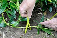 Propagating Rhododendron by layering - Step 3 - pegging the stem in the soil with a branch