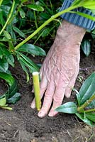 Propagating Rhododendron by layering - Step 5 - packing down the soil with hand