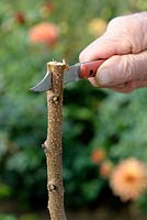 Cleft grafting an Apricot tree - Step 1 - cutting the stock in the middle with a grafting knife