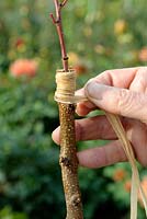 Cleft grafting an Apricot tree - Step 4 - tying the graft with raffia