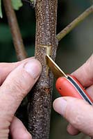 T-budding or shield budding a Peach tree - Step 4 - discarding the bark of the rootstock